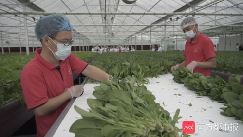 揭秘廣州植物工廠 半升水育一株菜，谷物種植新篇章