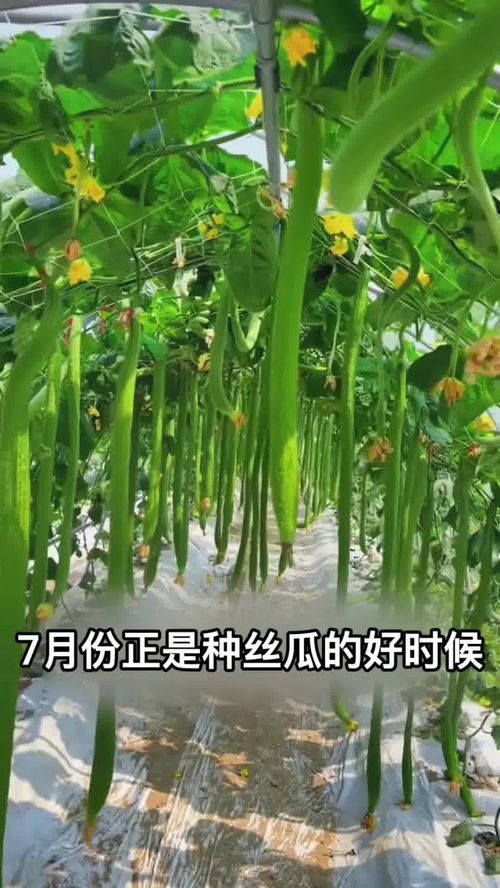 長(zhǎng)條絲瓜 夏日庭院新寵，高產(chǎn)優(yōu)質(zhì)好種植